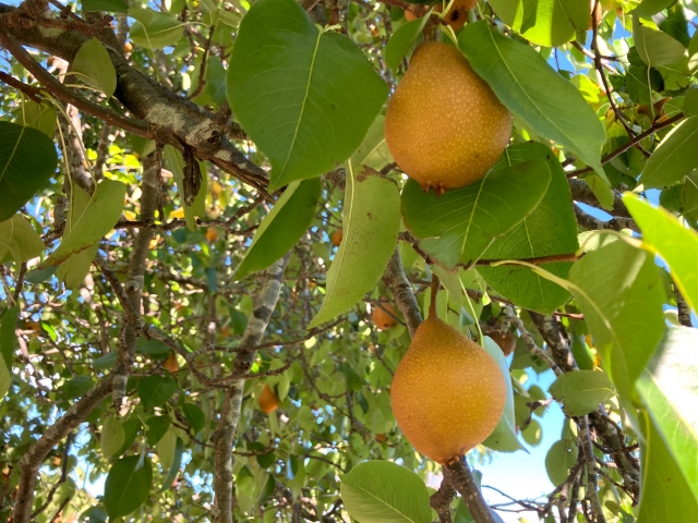 千葉県白井市 おすすめのトランクルーム3選 トランクルーム 貸倉庫検索はeトランク